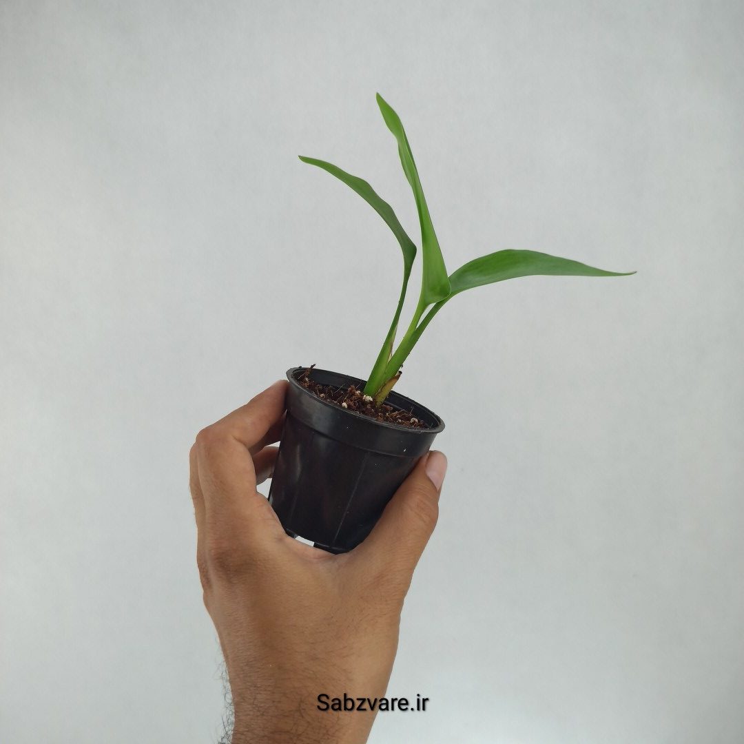 استرلیتزیا نیکولای (I22193) - Image 3
