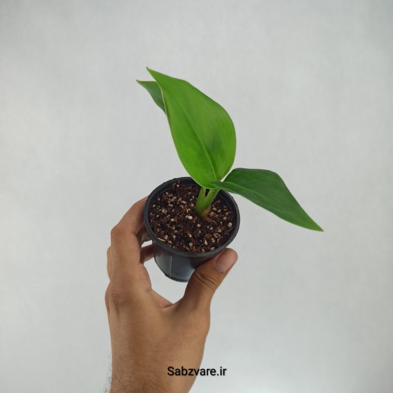 استرلیتزیا نیکولای (I22193)