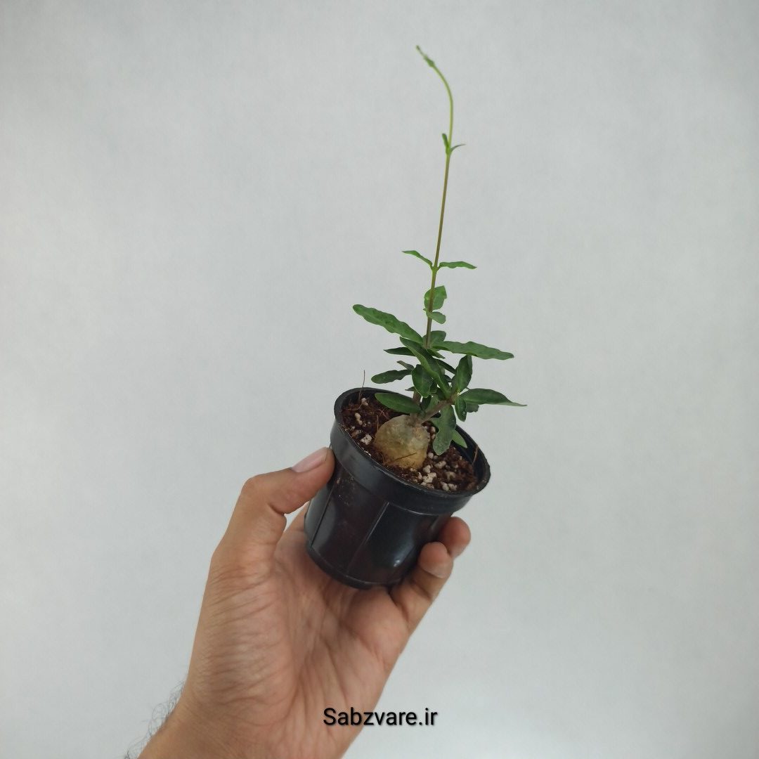 فوکیا (I22194) - Image 3