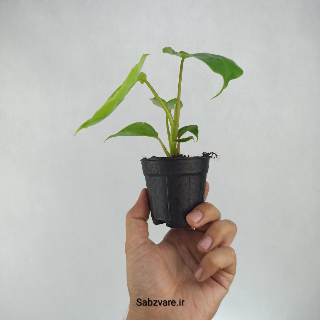 فیلودندرون برل مارکس (I22200) - Image 3