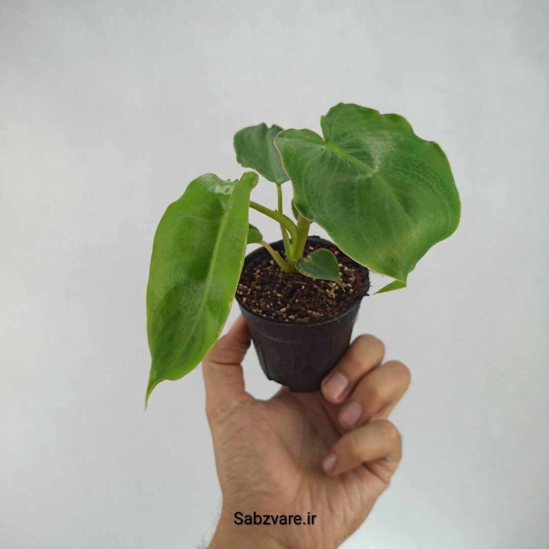 فیلودندرون برل مارکس (I22200)