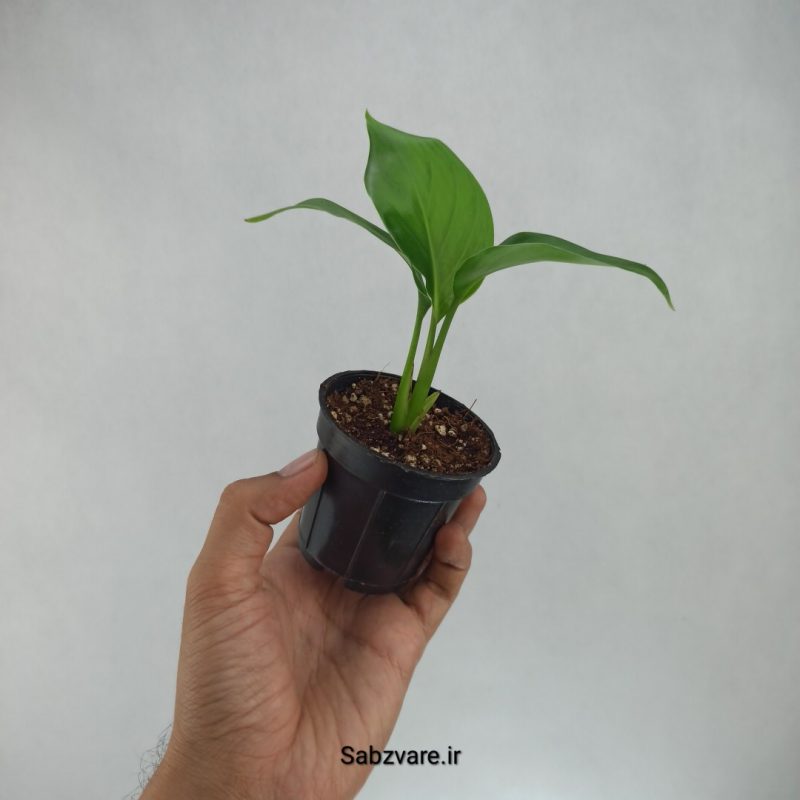استرلیتزیا نیکولای (I22201)