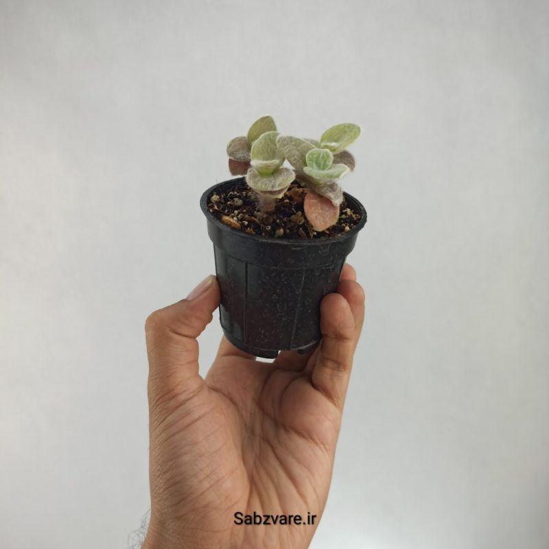 برگ بیدی تار عنکبوتی (I22204)