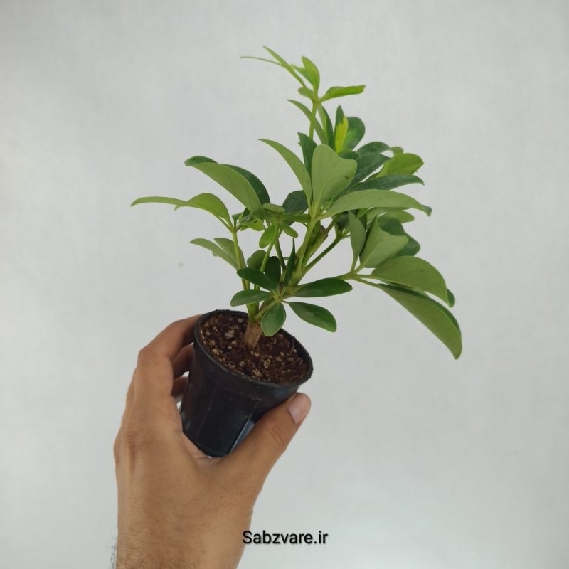 شفلرا سبز چند شاخه (I22208)