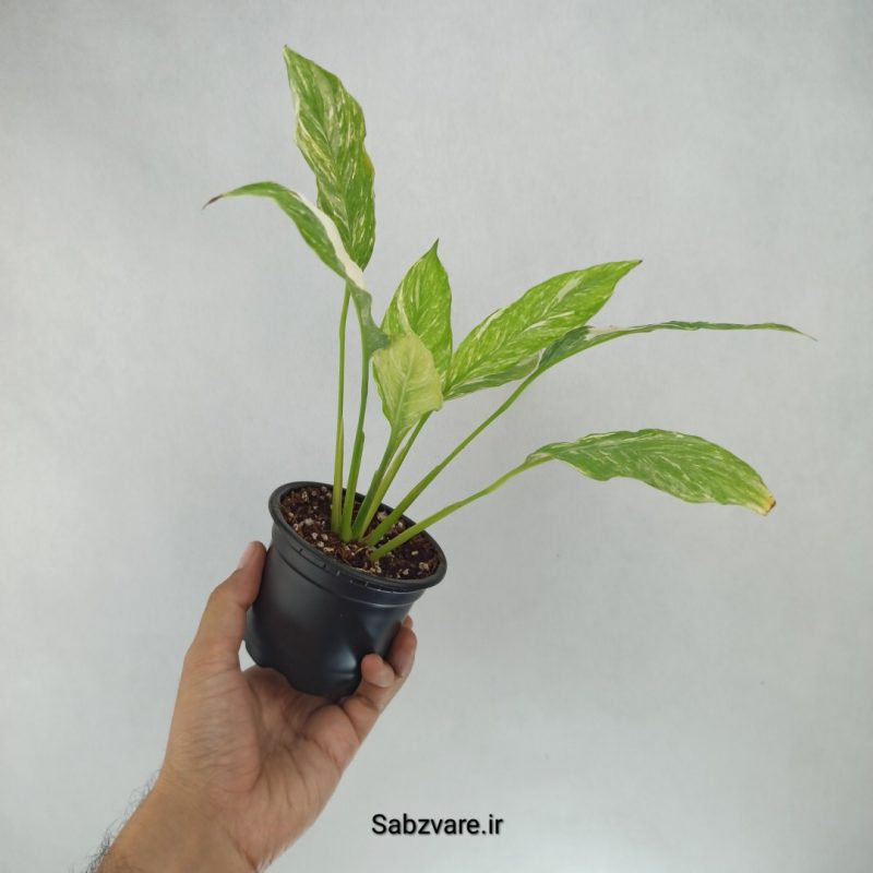 اسپاتی فیلوم ابلق چروک (I22209)