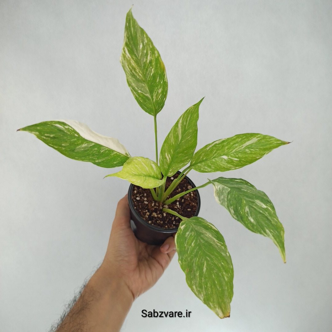 اسپاتی فیلوم ابلق چروک (I22209)