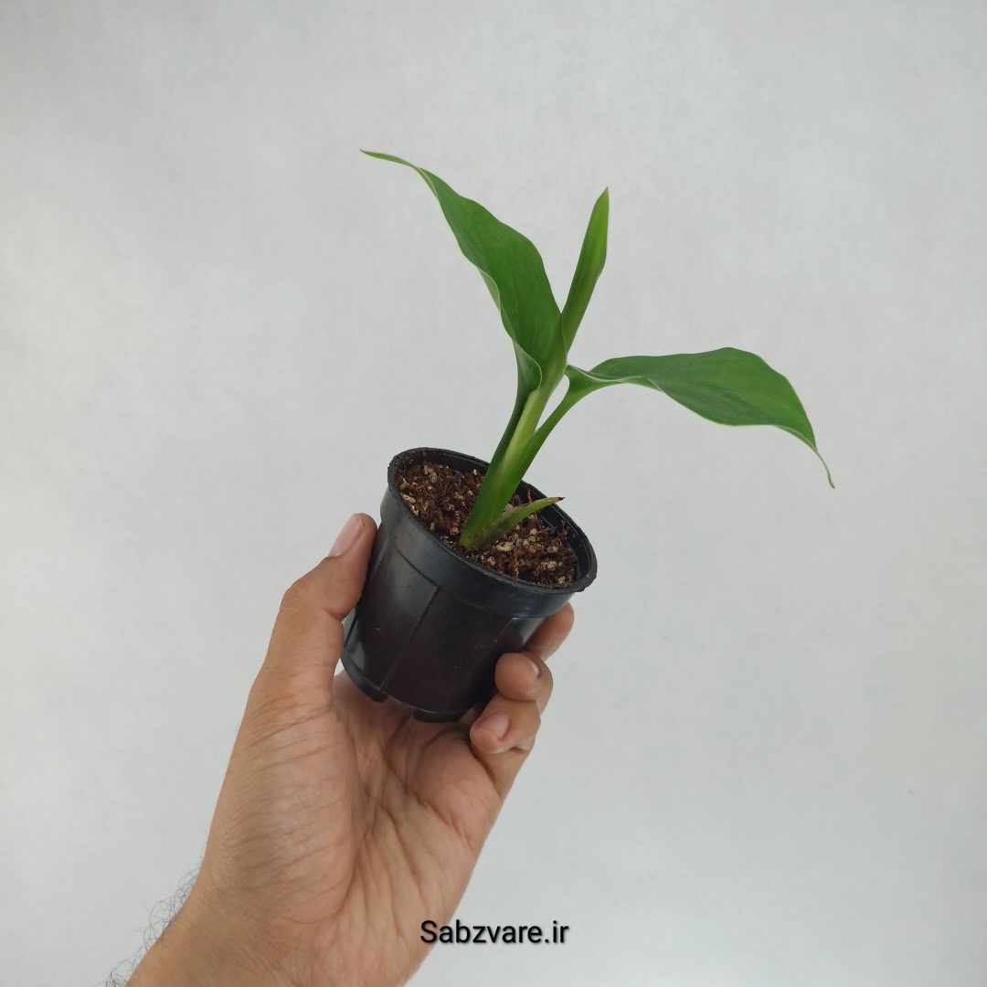 استرلیتزیا نیکولای (I22212) - Image 3