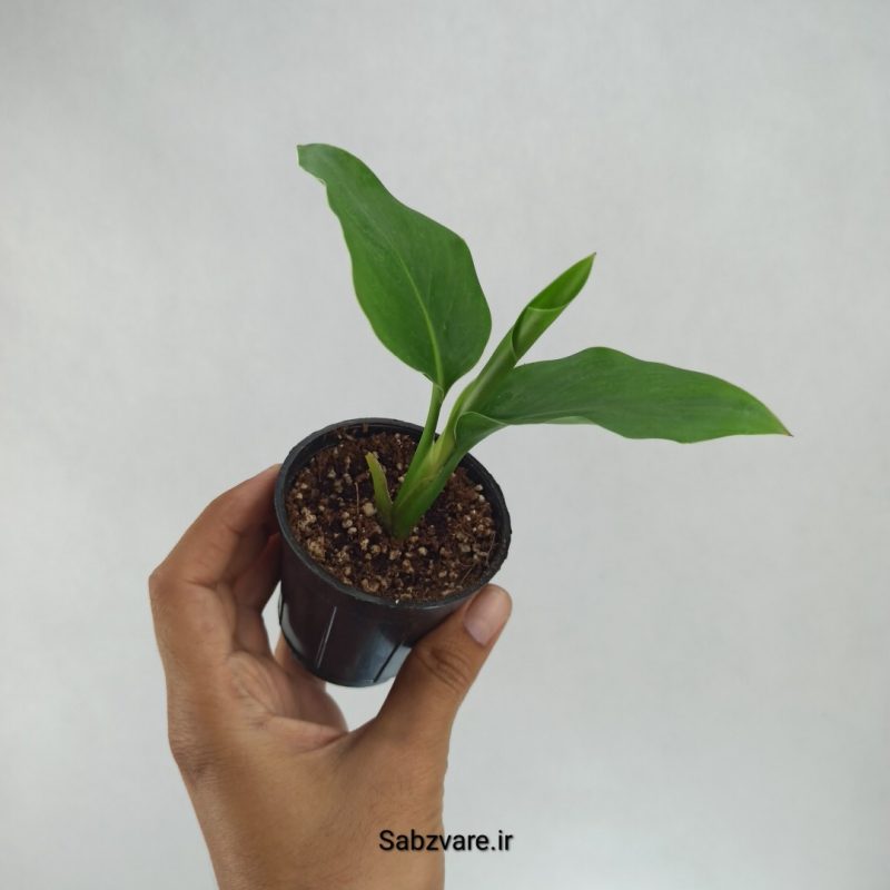 استرلیتزیا نیکولای (I22212)