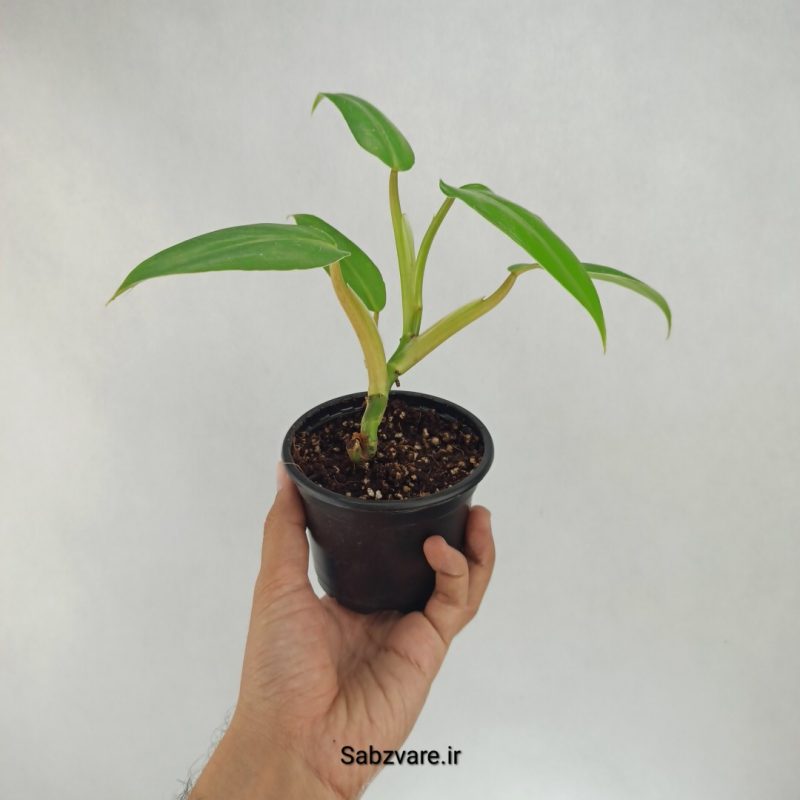 فیلودندرون رونده (J22218)