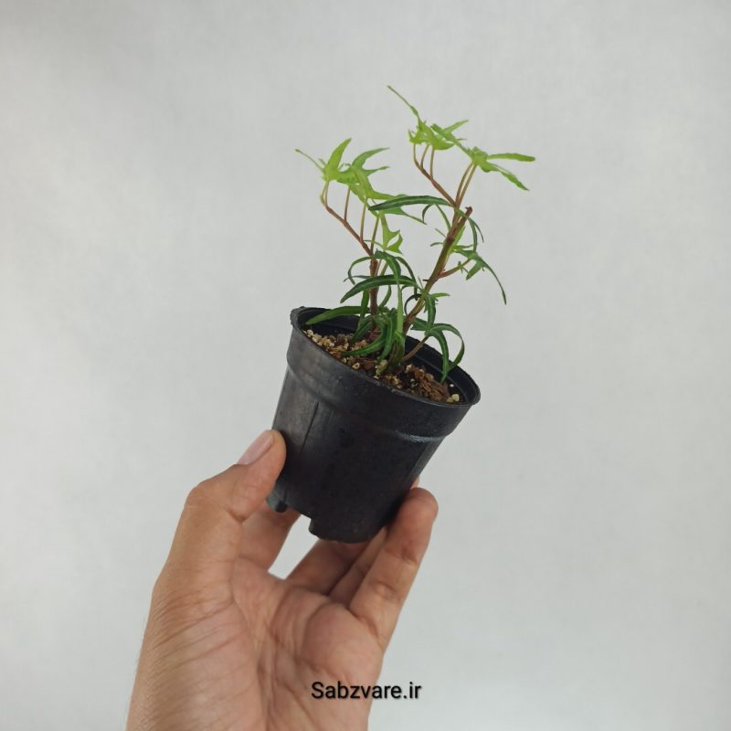 پاپیتال اسپایک (J22224)