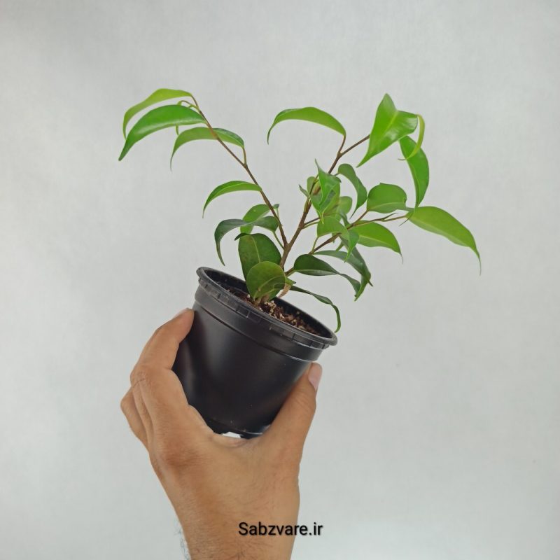 بنجامین سبز (J22226)