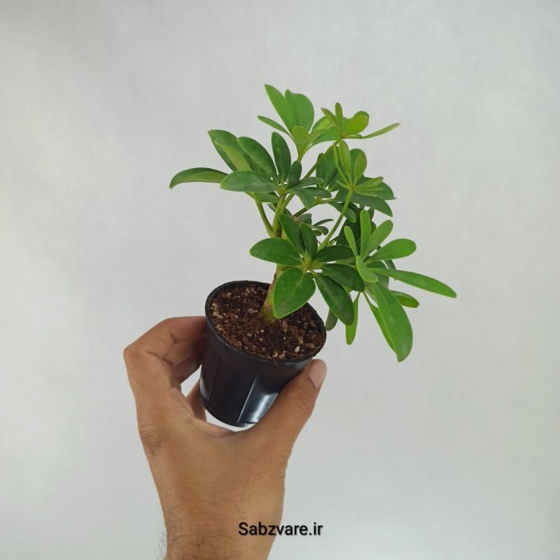 شفلرا سبز چند شاخه (J22227)