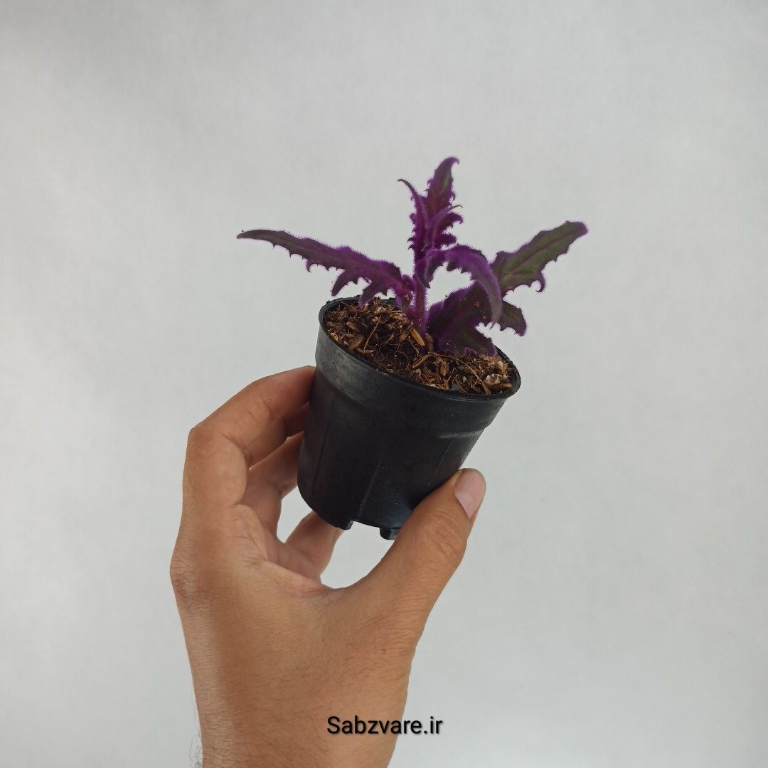 ژینورا یا شب تاب (J22229) - Image 2