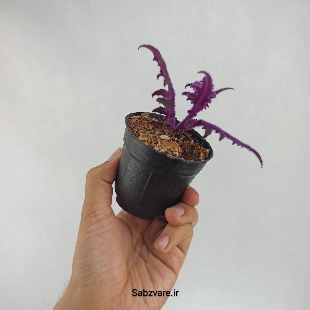 ژینورا یا شب تاب (J22229) - Image 3