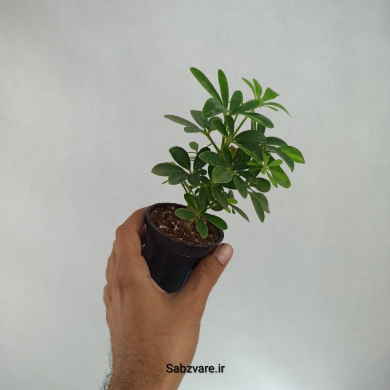 شفلرا سبز چند شاخه (K22236)