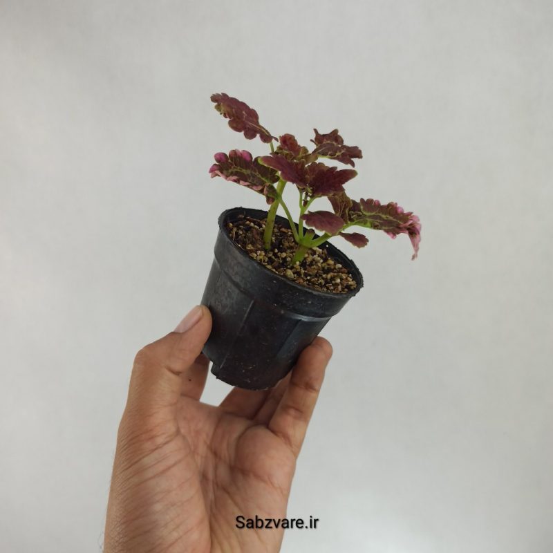 حسن یوسف بلک واین (K22244)