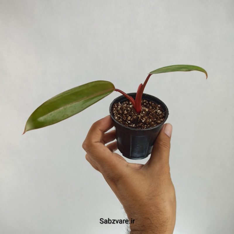 فیلودندرون رونده ساقه قرمز (K22251)
