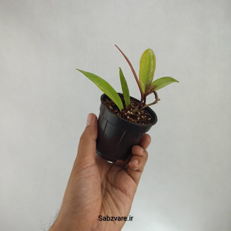 هویا پابیکالیکس رویال هاوائین (K22253)
