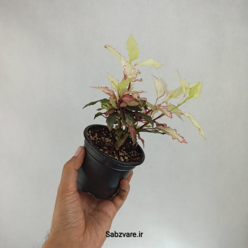 ختمی چینی رنگین کمان (L22257)