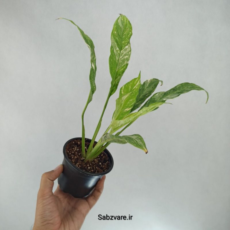 اسپاتی فیلوم ابلق چروک (L22258)