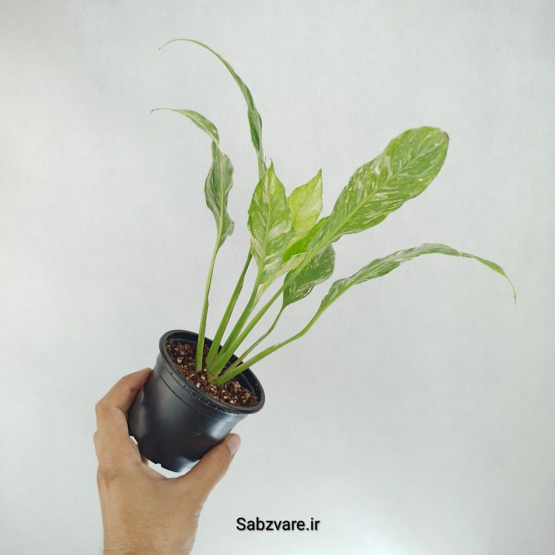 اسپاتی فیلوم ابلق چروک (L22258) - Image 3