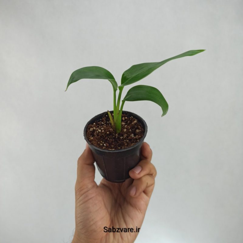 استرلیتزیا نیکولای (L22259)