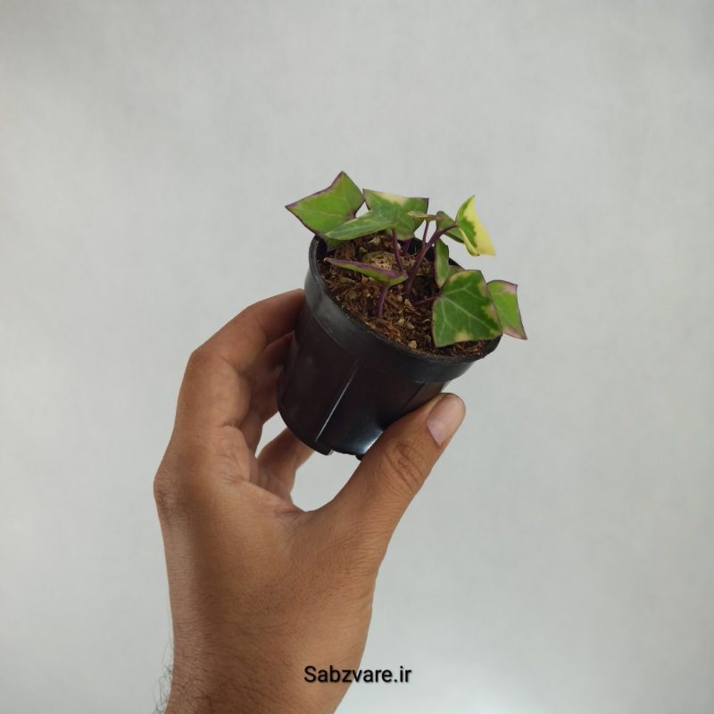 سنسیو ماکروگلسوس ابلق (L22261)