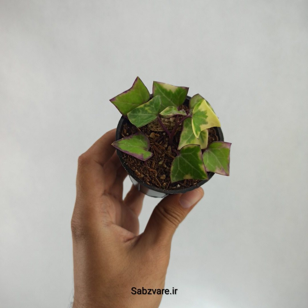 سنسیو ماکروگلسوس ابلق (L22261)