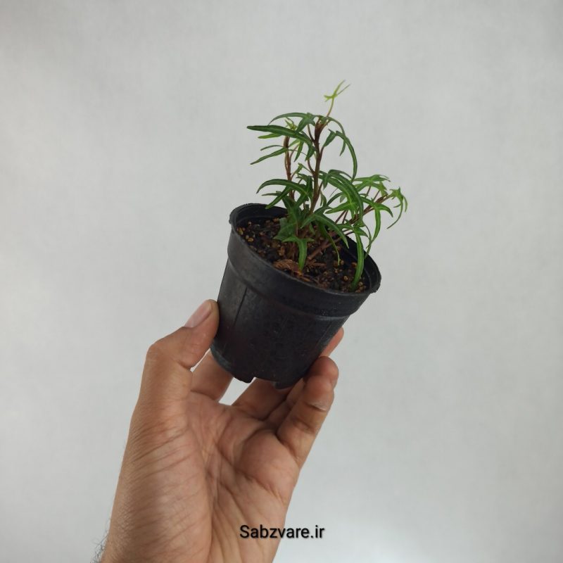 پاپیتال اسپایک (L22262)