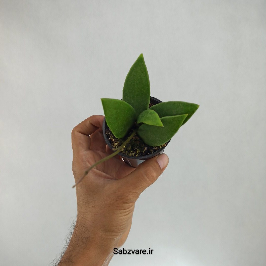هویا میکرانتا (L22263)