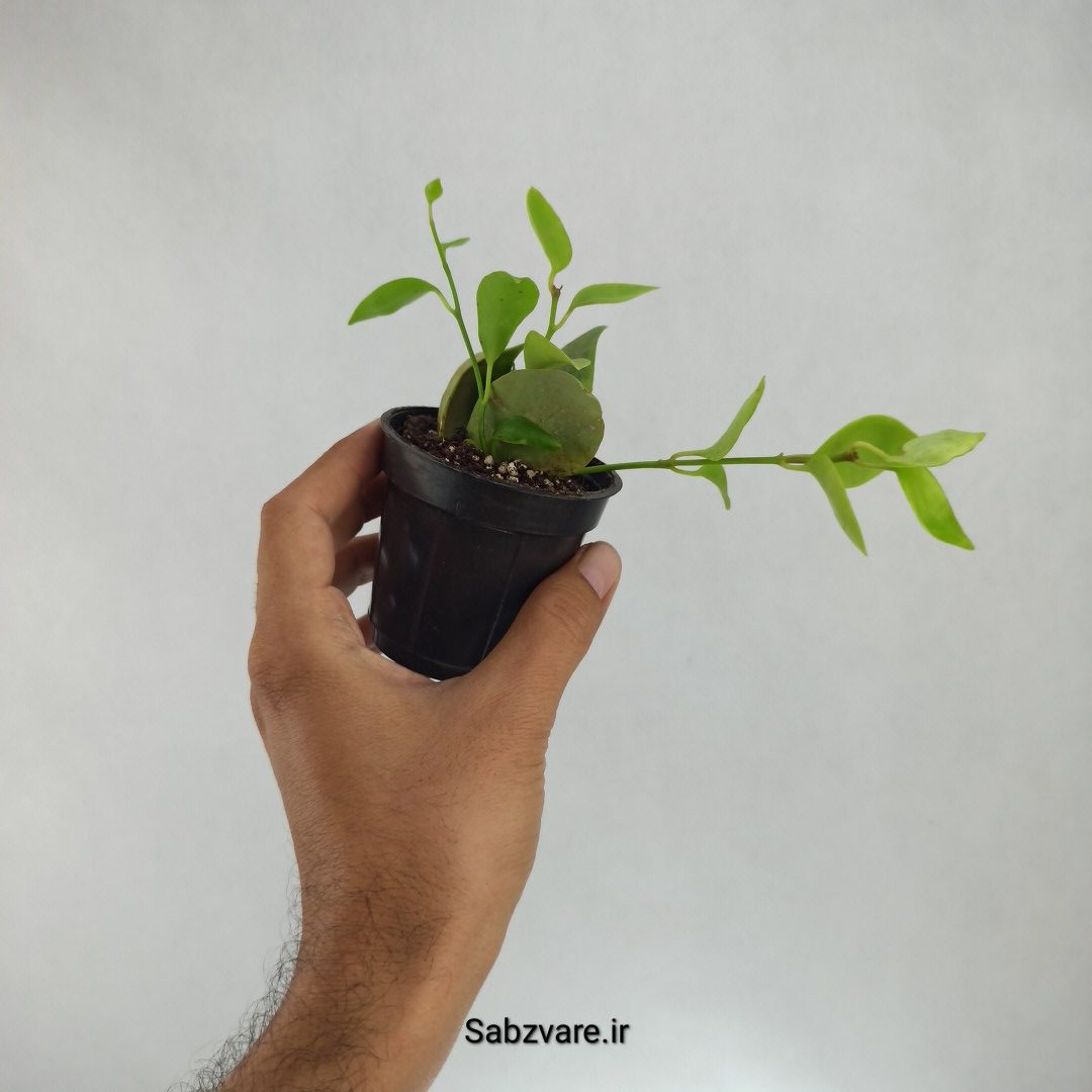 هویا دیپترا (L22264) - Image 3