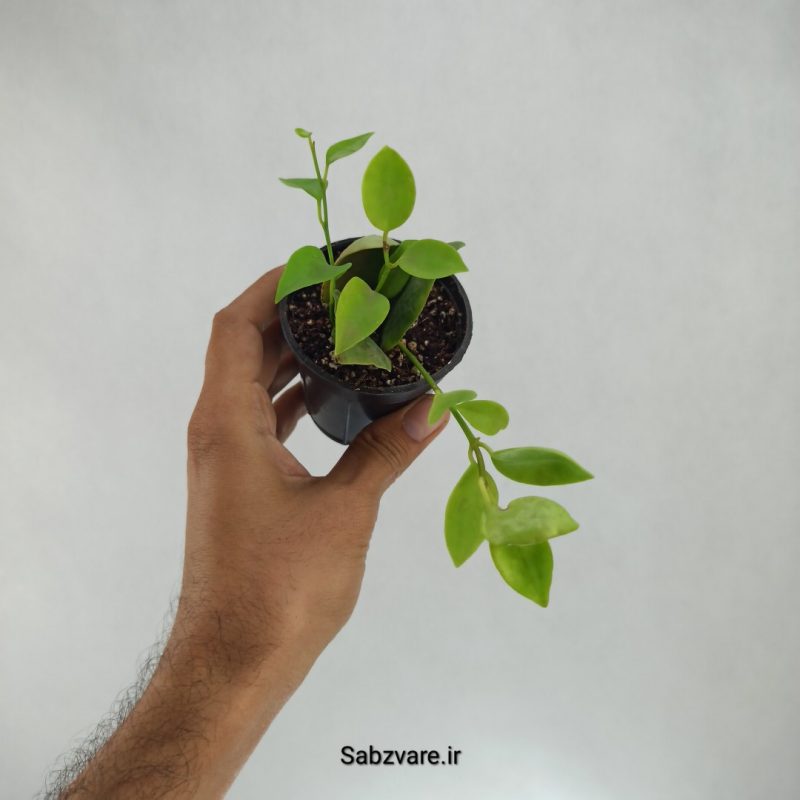 هویا دیپترا (L22264)