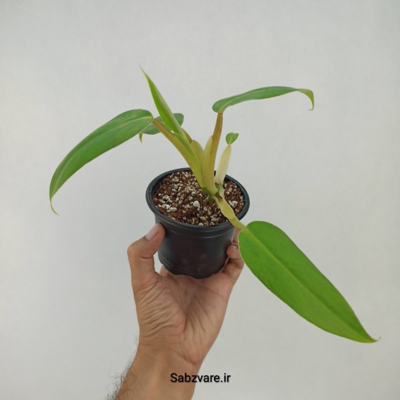 فیلودندرون رونده (L22267)