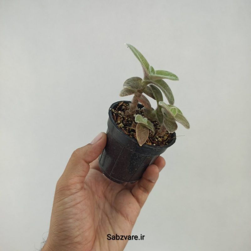 برگ بیدی تار عنکبوتی (L22268)