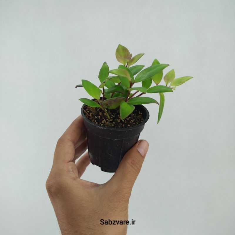 آشیانتوس رژ لبی ابلق (L22271)