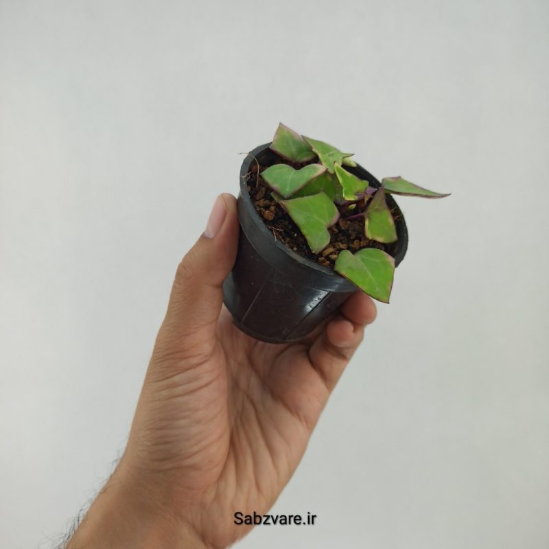 سنسیو ماکروگلسوس ابلق (L22272)