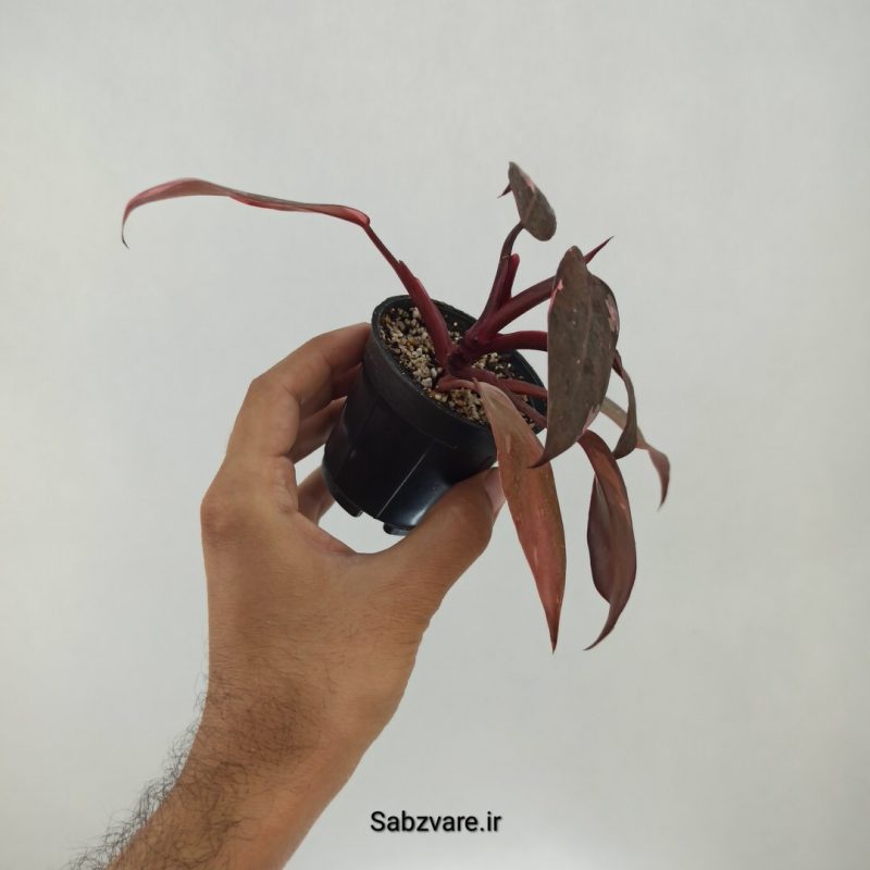فیلودندرون پینک پرنسس (L22274)