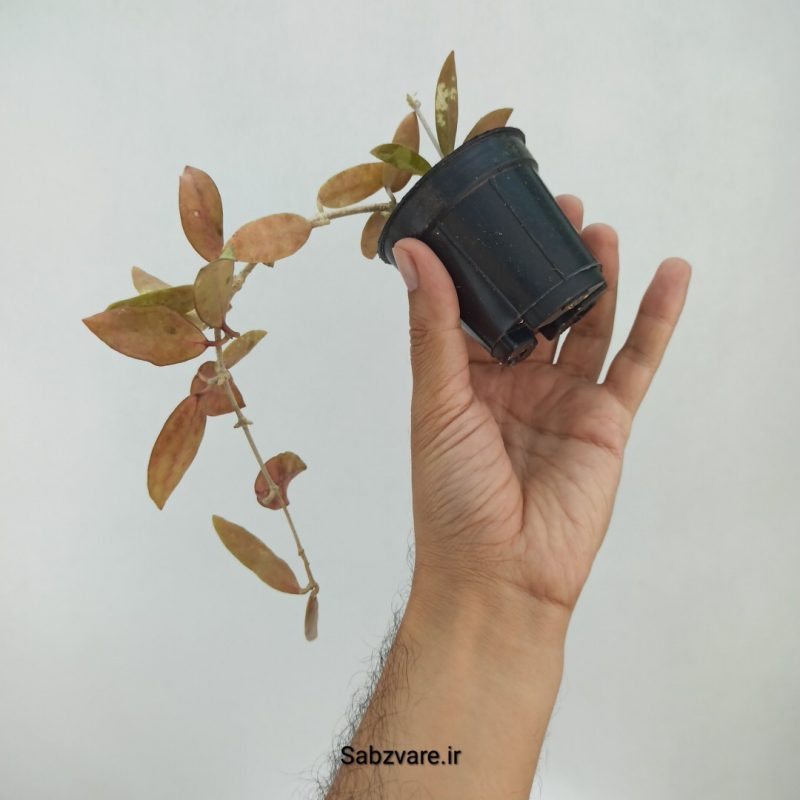 هویا الیپتیکا (M22282)