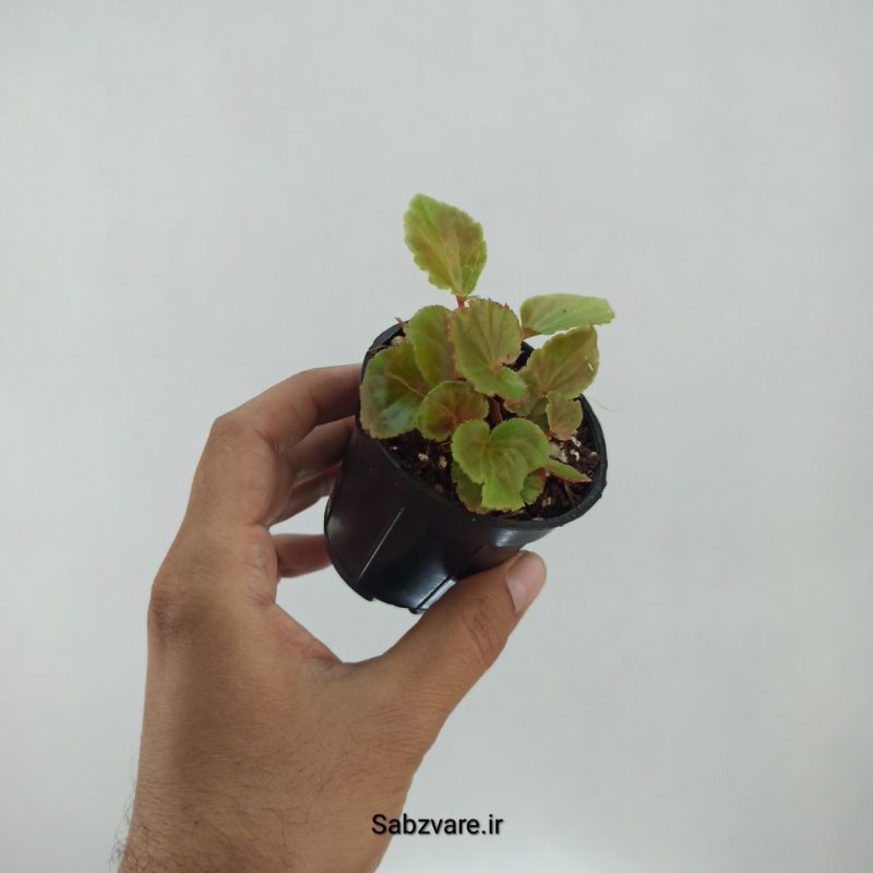 بگونیا گوگو (M22284)