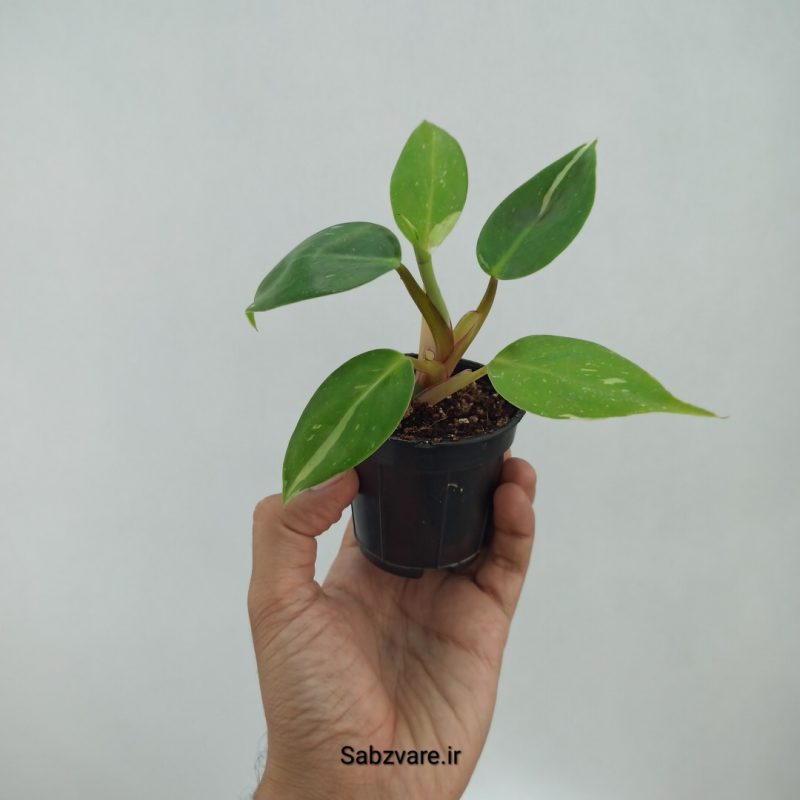 فیلودندرون وایت پرنسس (M22287)
