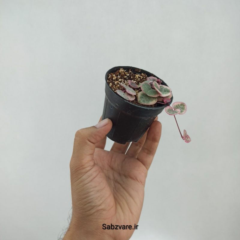 سروپژیا ابلق (M22289)