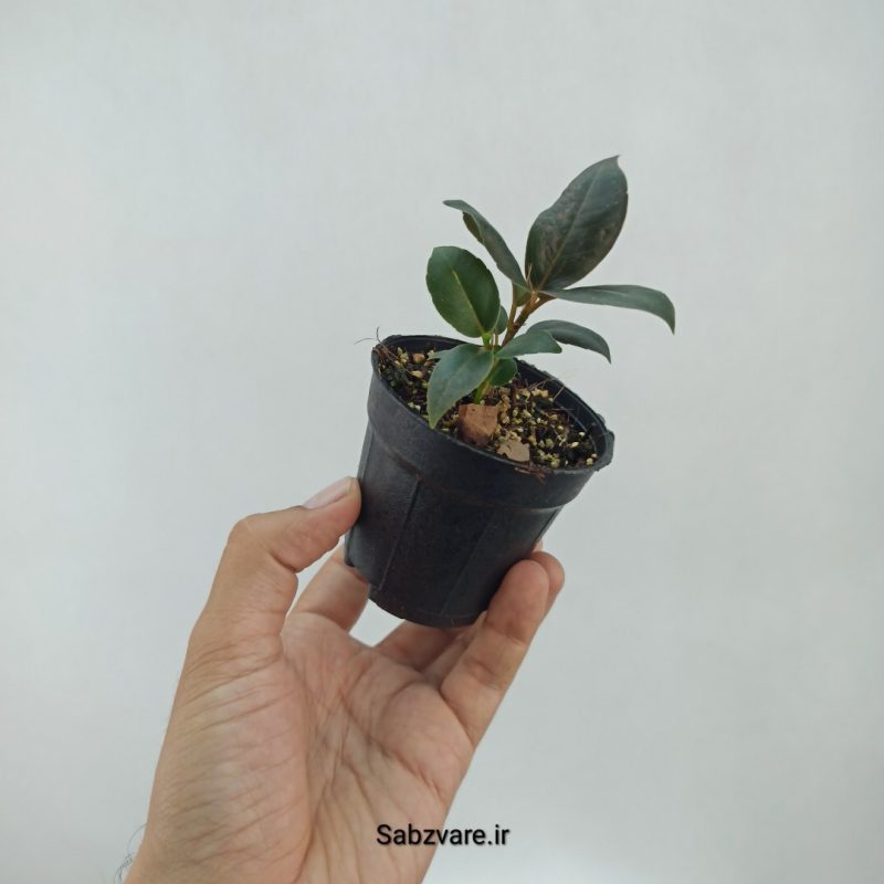 فیکوس سوپر بلک (M22290)