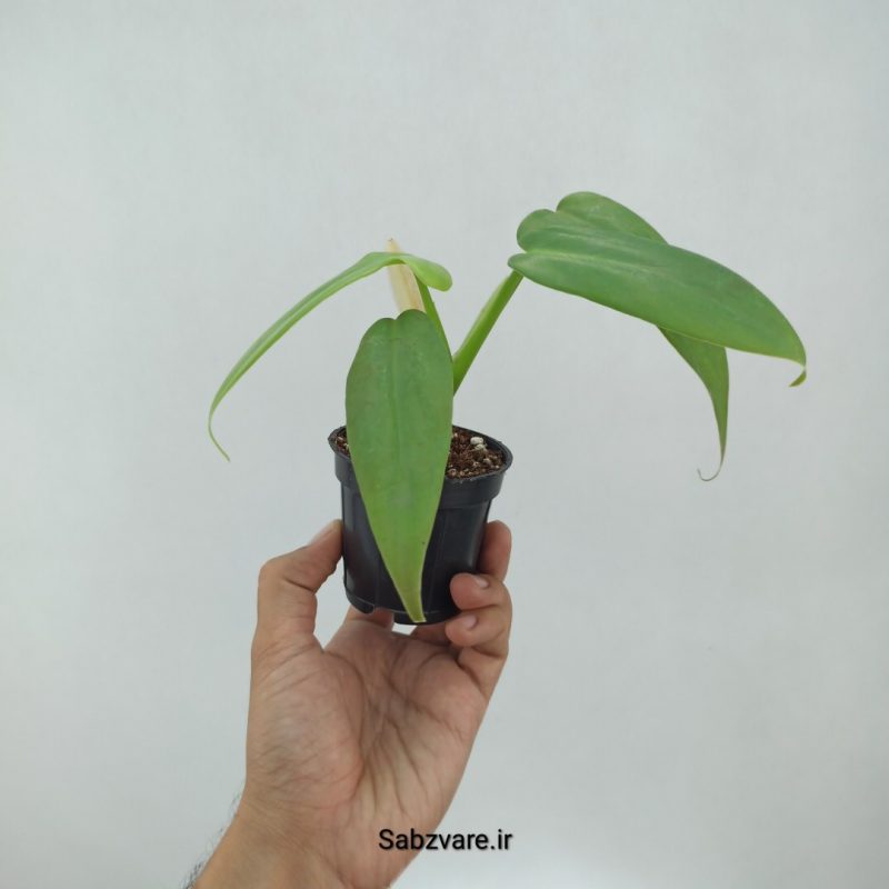 فیلودندرون برگ ویولونی (M22291)