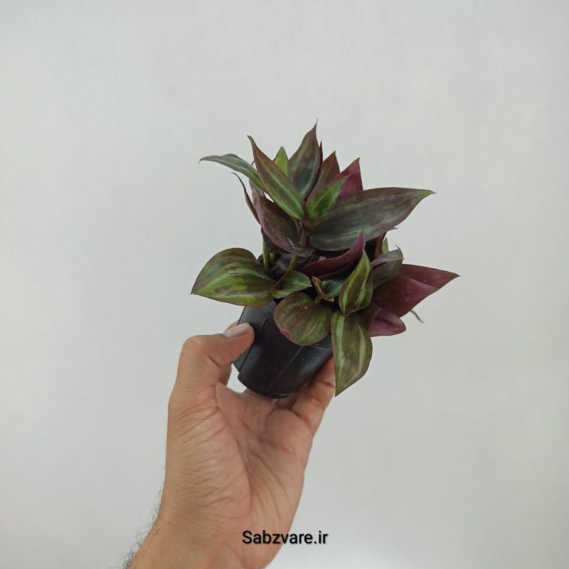 برگ بیدی پوست پیازی (M22292)