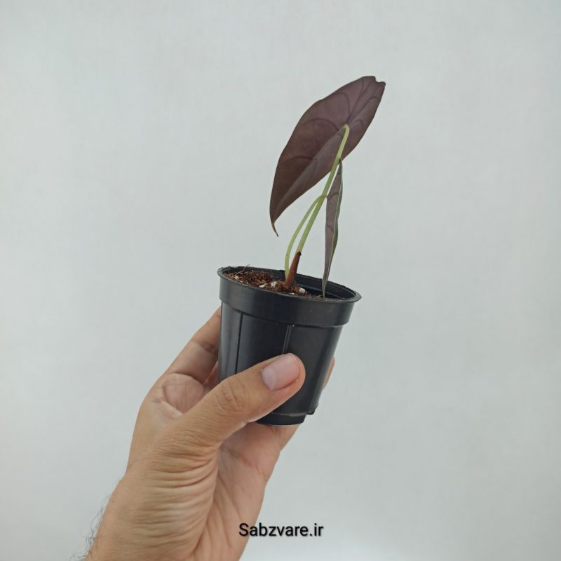 آلوکازیا Longiloba Suhirmaniana (M22294)