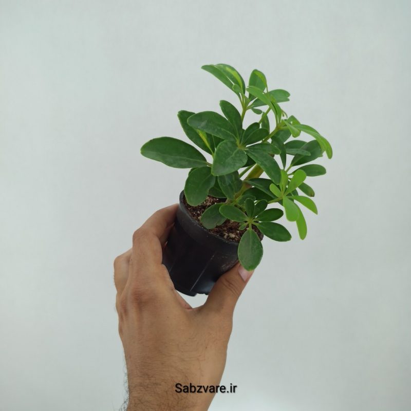 شفلرا سبز چند شاخه (M22295)