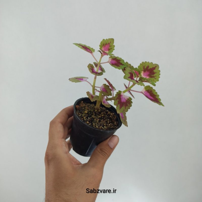 حسن یوسف فلامینگو (M22296)