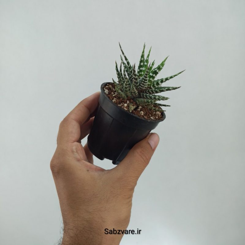 هاورتیا آلبینو (N22299)