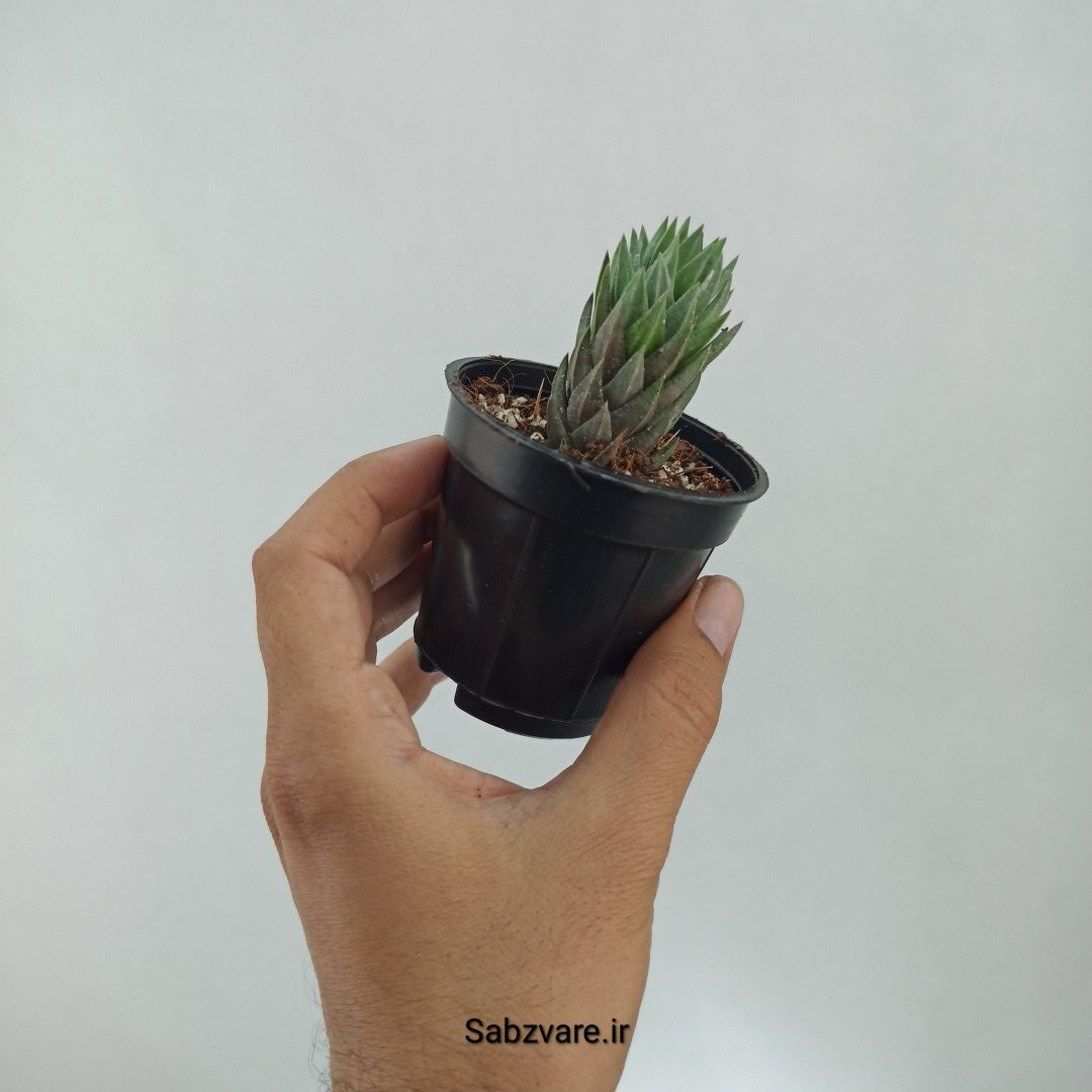 هاورتیا گلائوکا (N22300) - Image 2