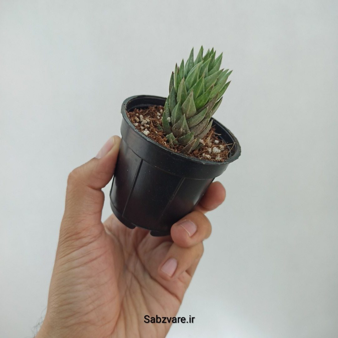 هاورتیا گلائوکا (N22300) - Image 3